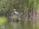 Grey Heron - Czapla Siwa